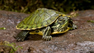 Cumberland Slider Turtle on a Rock