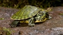 Cumberland Slider Turtle on a Rock