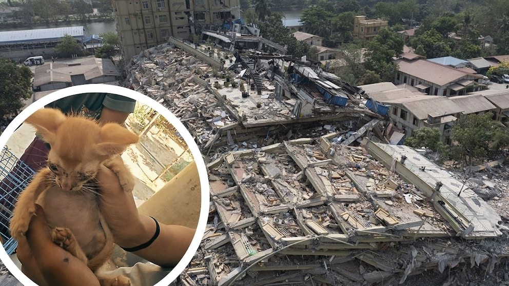 Earthquake damage in Myanmar; injured cat (district)