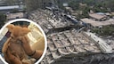 Earthquake damage in Myanmar; injured cat (district)
