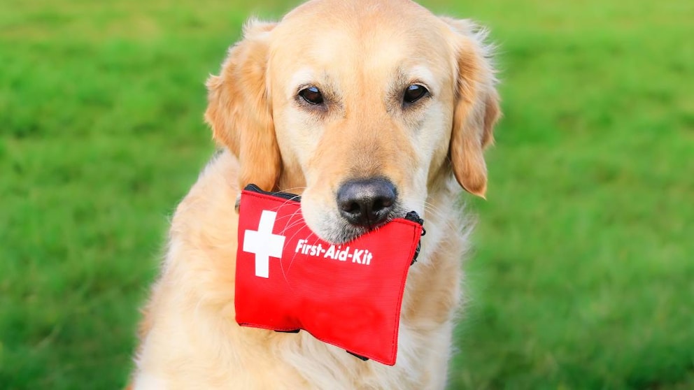 First Aid for Dogs