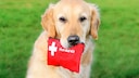 First Aid for Dogs