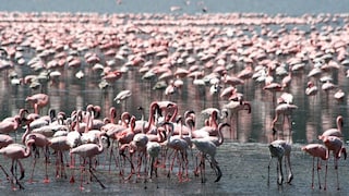 Flamingos