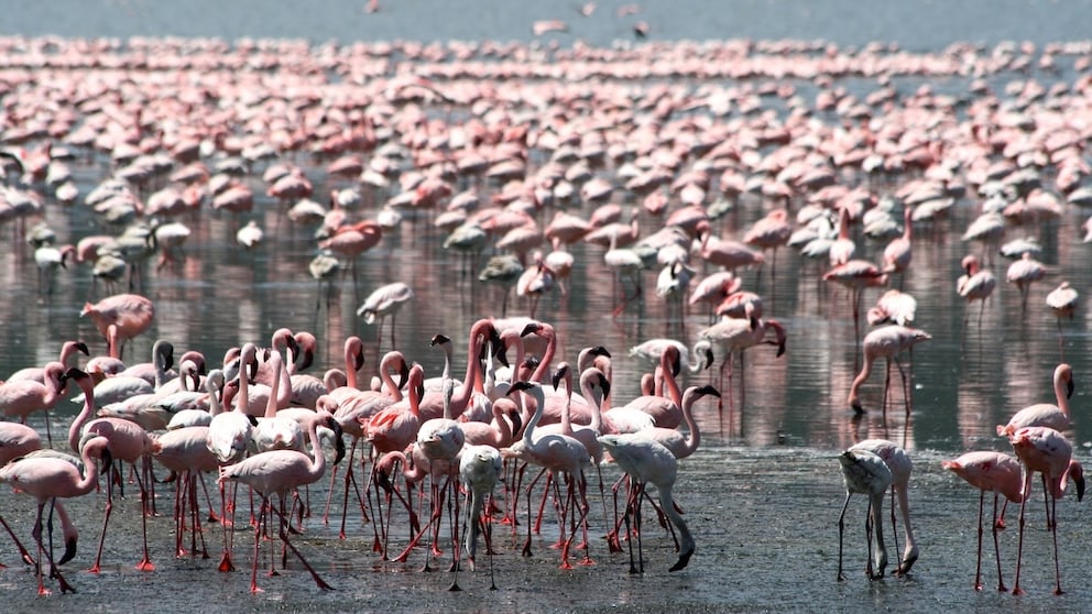 Flamingos