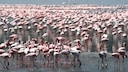 Flamingos
