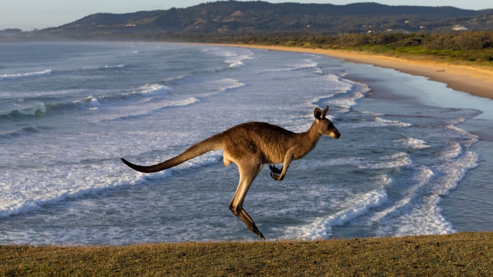 Adidas has announced it will no longer use kangaroo leather in the future.