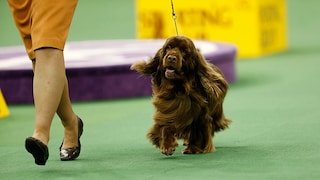 The Sussex Spaniel is a rare find for those seeking a loyal, friendly, and enduring companion.