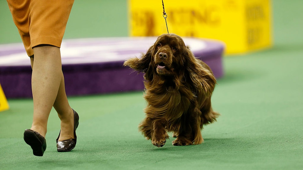 The Sussex Spaniel is a rare find for those seeking a loyal, friendly, and enduring companion.