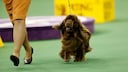 The Sussex Spaniel is a rare find for those seeking a loyal, friendly, and enduring companion.