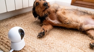 Dog on the floor with a pet camera nearby