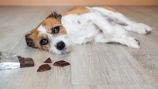 Dog ate chocolate