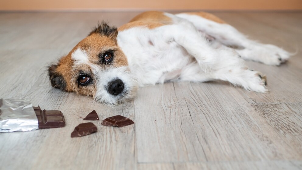 Dog ate chocolate