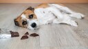 Dog ate chocolate