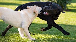 Light and Dark Labradors in the Race
