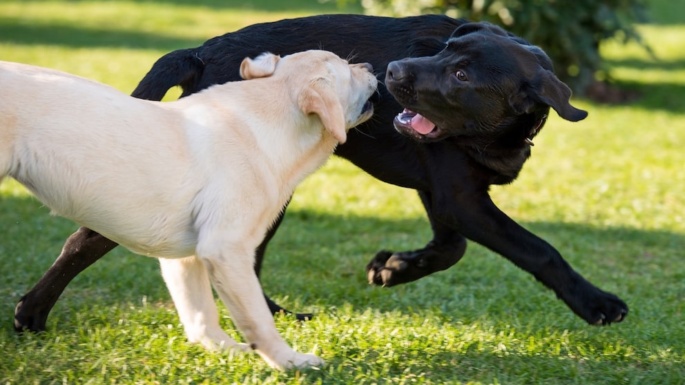 Light and Dark Labradors in the Race