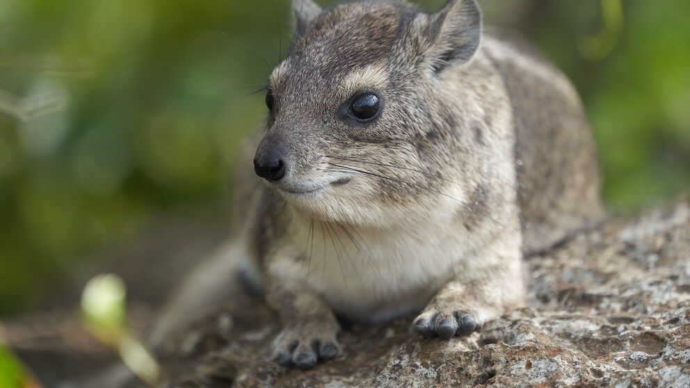 A hyrax on a rock