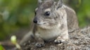 A hyrax on a rock