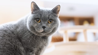 Cat Muffin