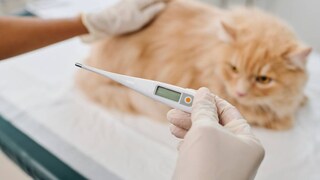 Fever in Cats