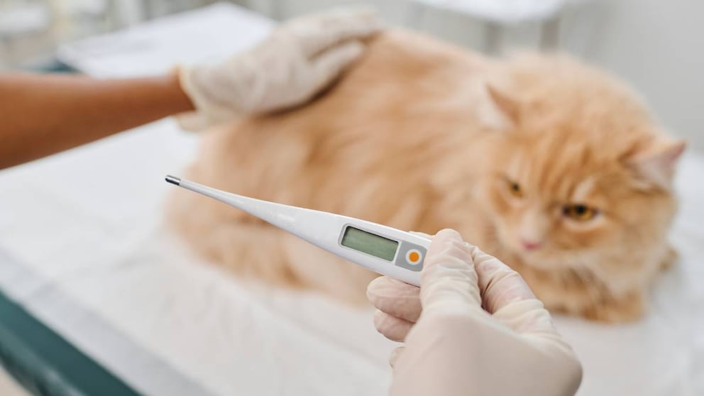 Fever in Cats