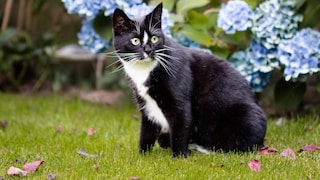 Many cats love to roam through the garden. However, there are some dangers lurking there that owners should be aware of.