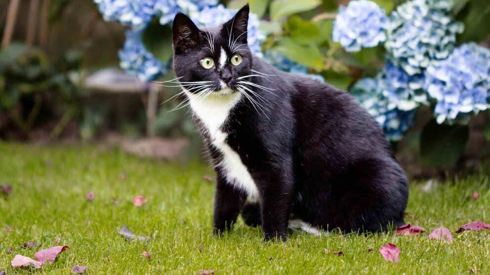 Many cats love to roam through the garden. However, there are some dangers lurking there that owners should be aware of.