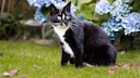 Many cats love to roam through the garden. However, there are some dangers lurking there that owners should be aware of.