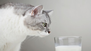 Cat Sniffs a Glass of Milk