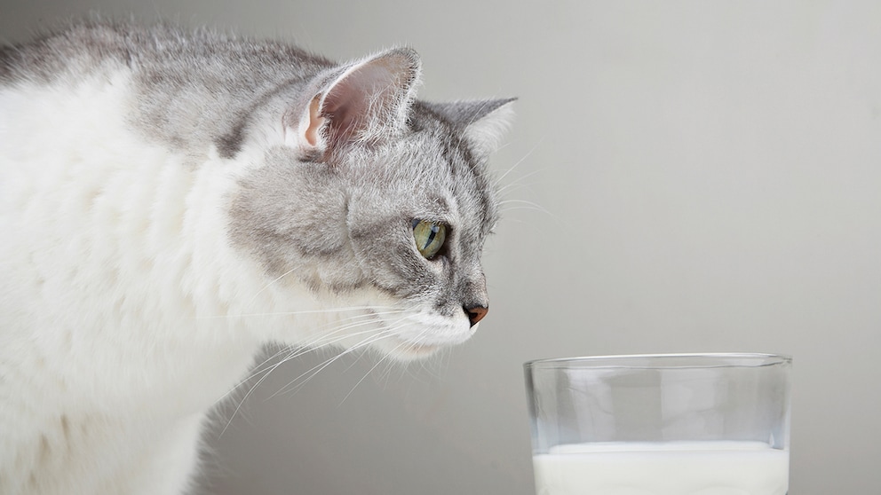 Cat Sniffs a Glass of Milk