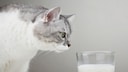 Cat Sniffs a Glass of Milk