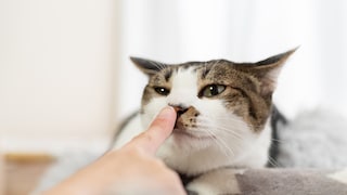 Cat sniffs a hand with its right nostril