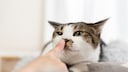 Cat sniffs a hand with its right nostril