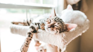 Cat lounges relaxed on the scratching post in the sun