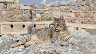 A fawn-colored cat in front of historic ruins