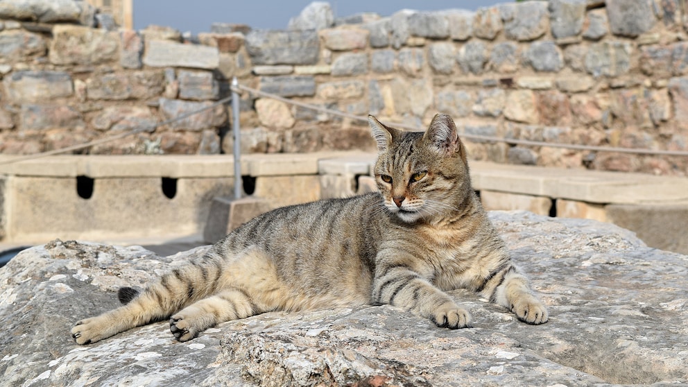 A fawn-colored cat in front of historic ruins