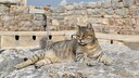 A fawn-colored cat in front of historic ruins