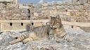 A fawn-colored cat in front of historic ruins