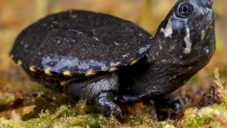 Scorpion mud turtle raises its large head upward