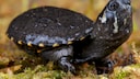 Scorpion mud turtle raises its large head upward