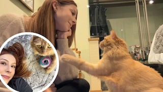 The cat Garbanzo was bottle-fed and raised as a kitten in 2021 by animal welfare advocate Rachael Robertson. With the best intentions, Robertson, acting as a foster caregiver, placed the young cat in what was supposed to be her forever home. However, that marked the beginning of a nightmare for the cat.