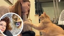 The cat Garbanzo was bottle-fed and raised as a kitten in 2021 by animal welfare advocate Rachael Robertson. With the best intentions, Robertson, acting as a foster caregiver, placed the young cat in what was supposed to be her forever home. However, that marked the beginning of a nightmare for the cat.