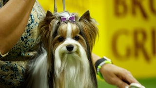 The Biewer Terrier is truly a sight to behold. However, it should not be underestimated.