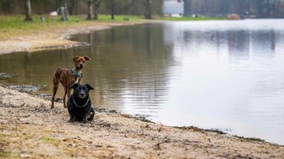 Two Dogs at Bremen City Lake