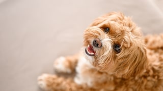 Maltipoo
