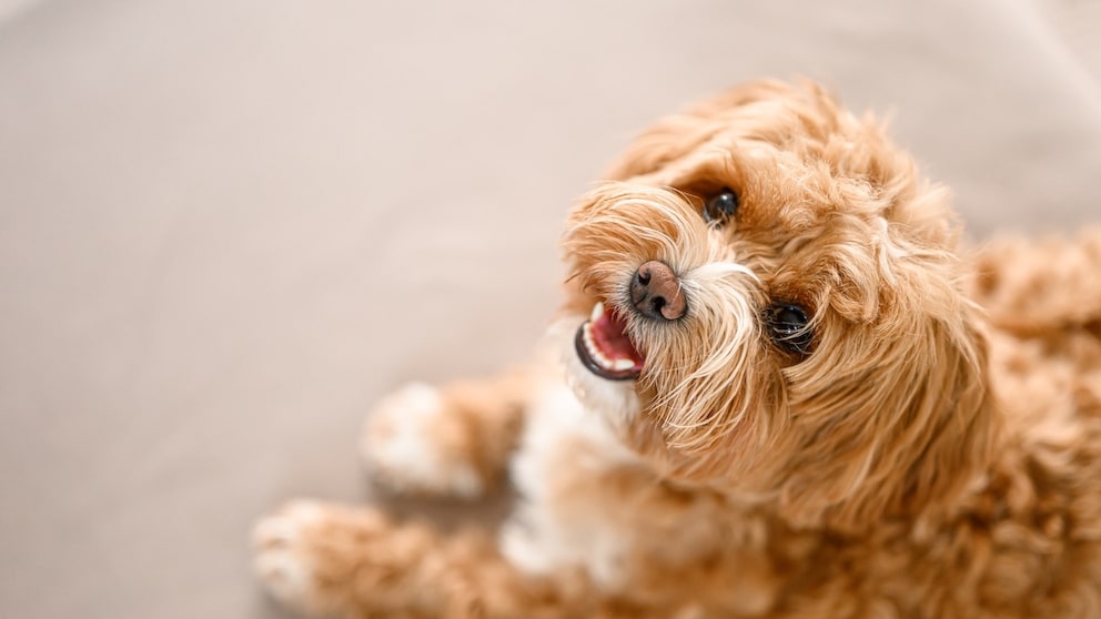 Maltipoo
