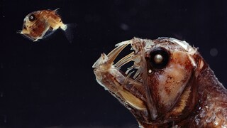 Viperfish (Chauliodus sp) and its glassfish prey (Sternoptyx sp) – both species inhabit the Mariana Trench.