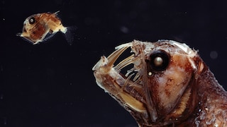 Viperfish (Chauliodus sp) and its glassfish prey (Sternoptyx sp) – both species inhabit the Mariana Trench.
