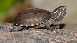 A musk turtle on a rock