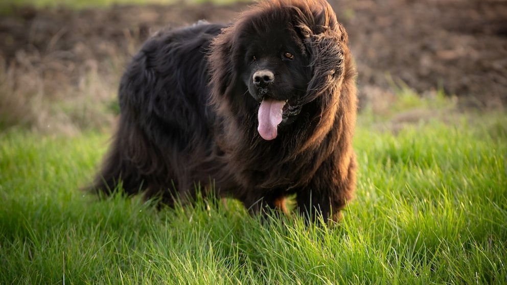 Newfoundland