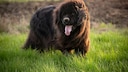 Newfoundland